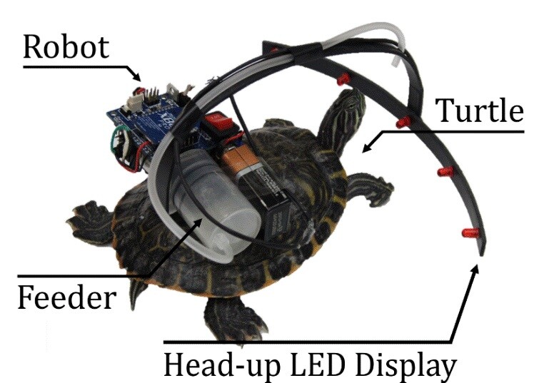A diagram of the parasitic robot system, which can steer a turtle with flashes of light and snacks