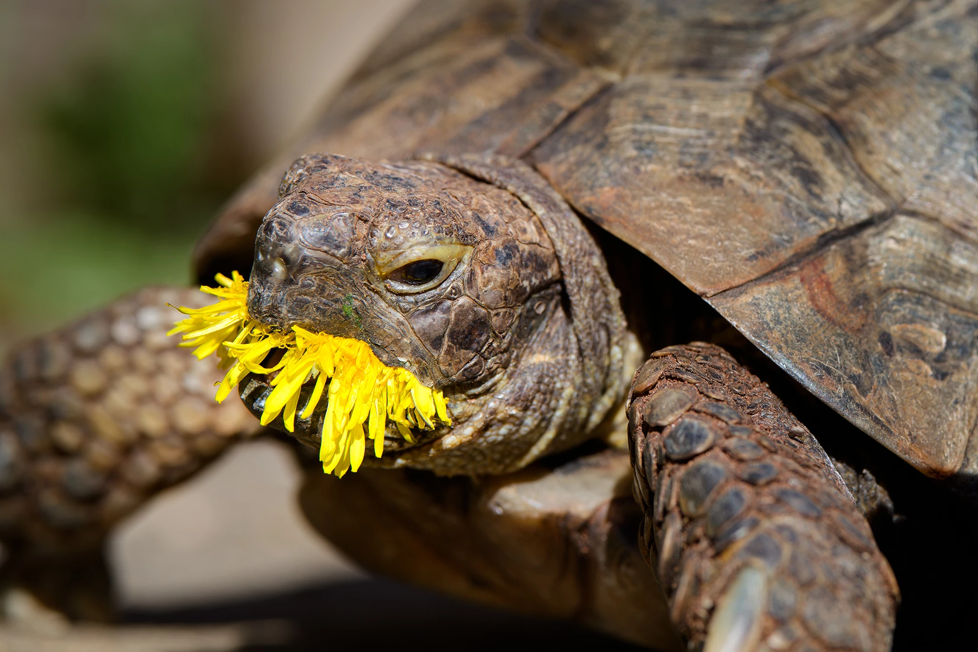"Edgar's Dandelion" (UK)