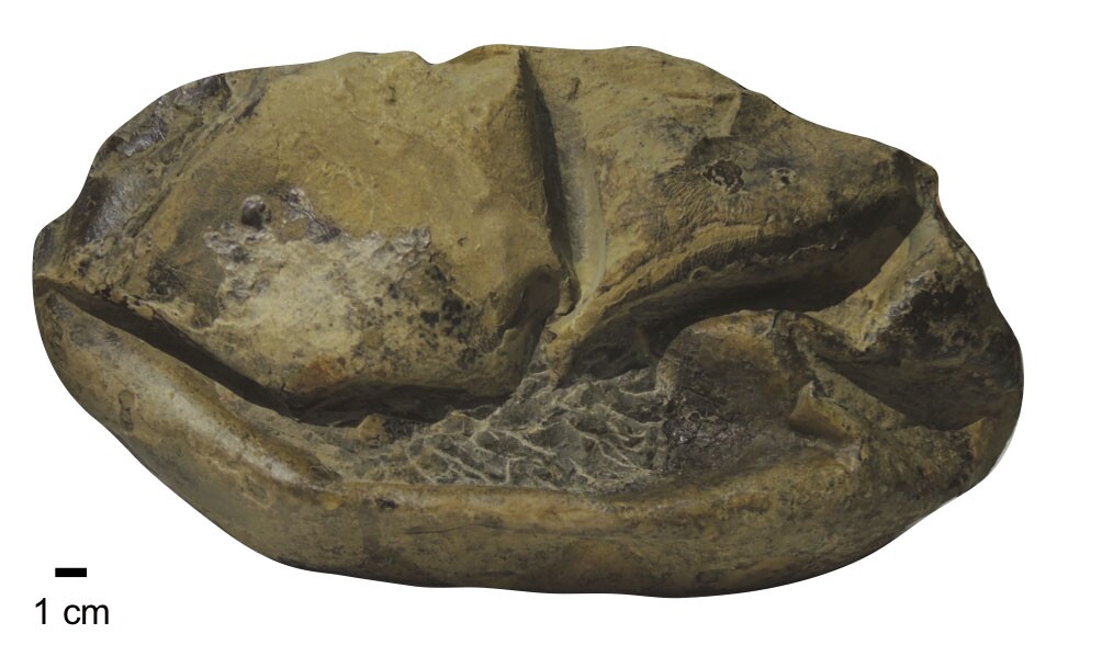 The fossil egg, which looks like a deflated football