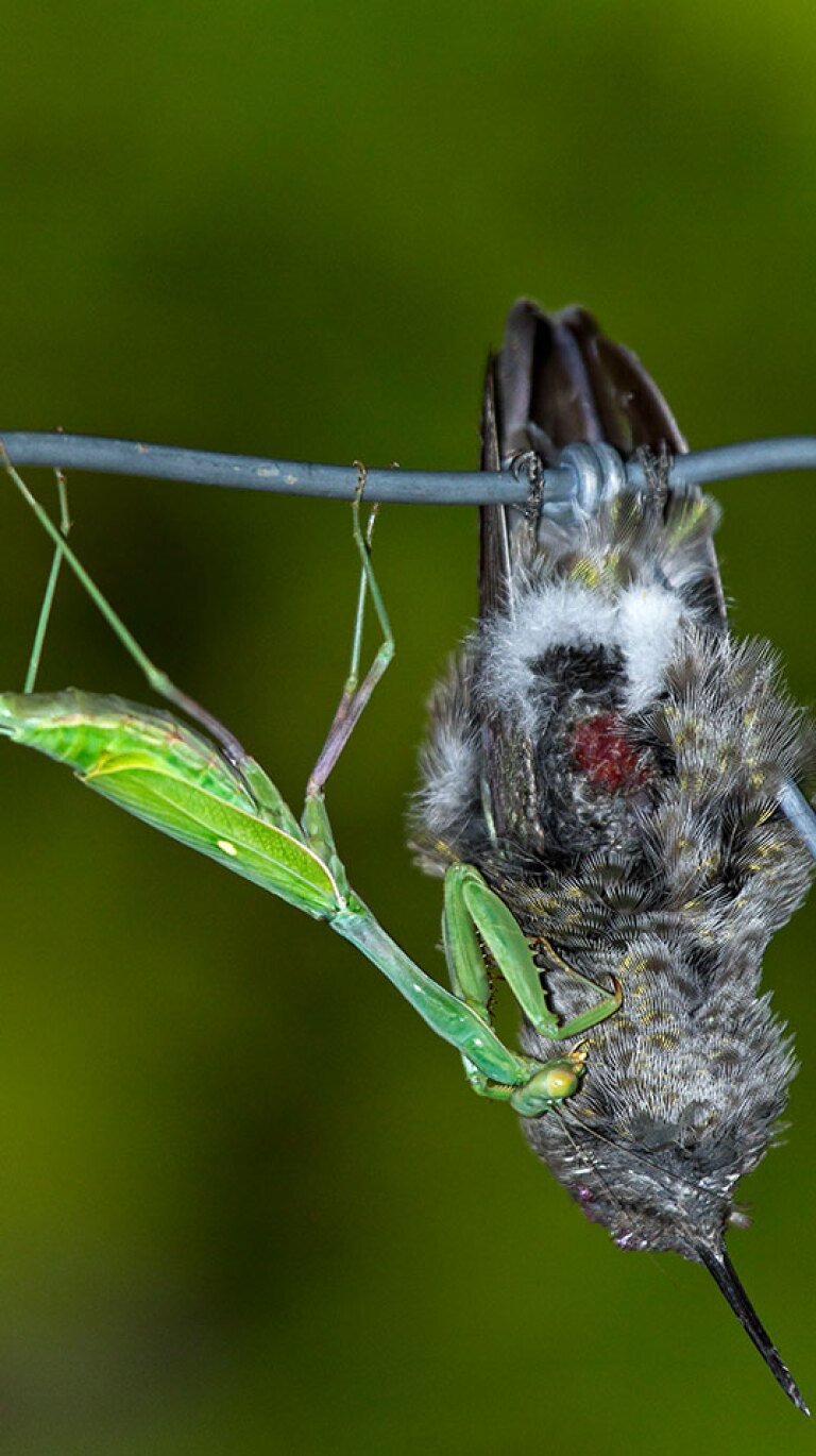 Praying mantises regularly hunt and kill small birds