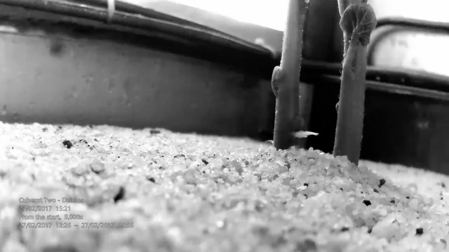 One of the secondary objectives of the Potatoes on Mars Project is to investigate how the vegetables can be raised in harsh conditions on Earth