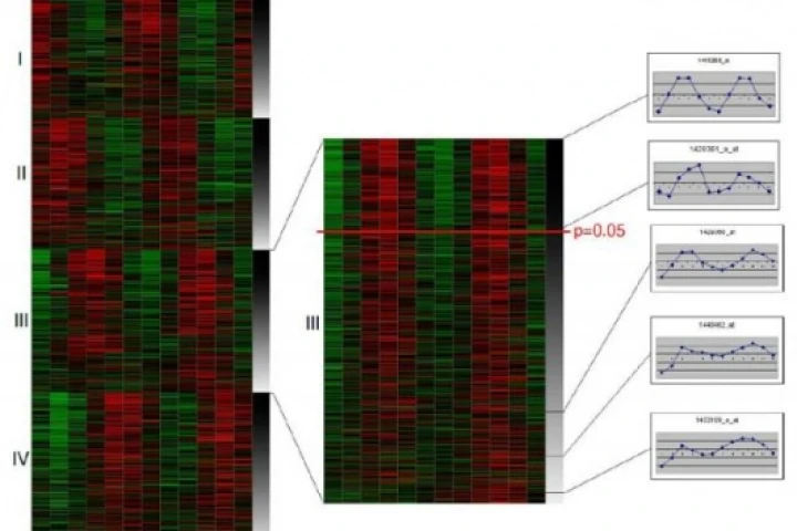 Gene expression analysis shows several different genes expressing in circadian rhythms.