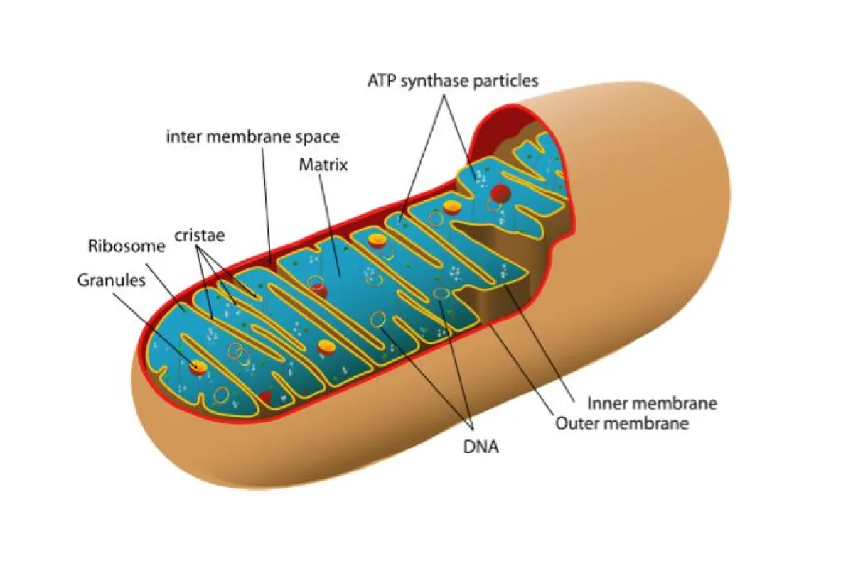 Diagram of a mitochondrion, like those used in the mitochondria biofuel cell