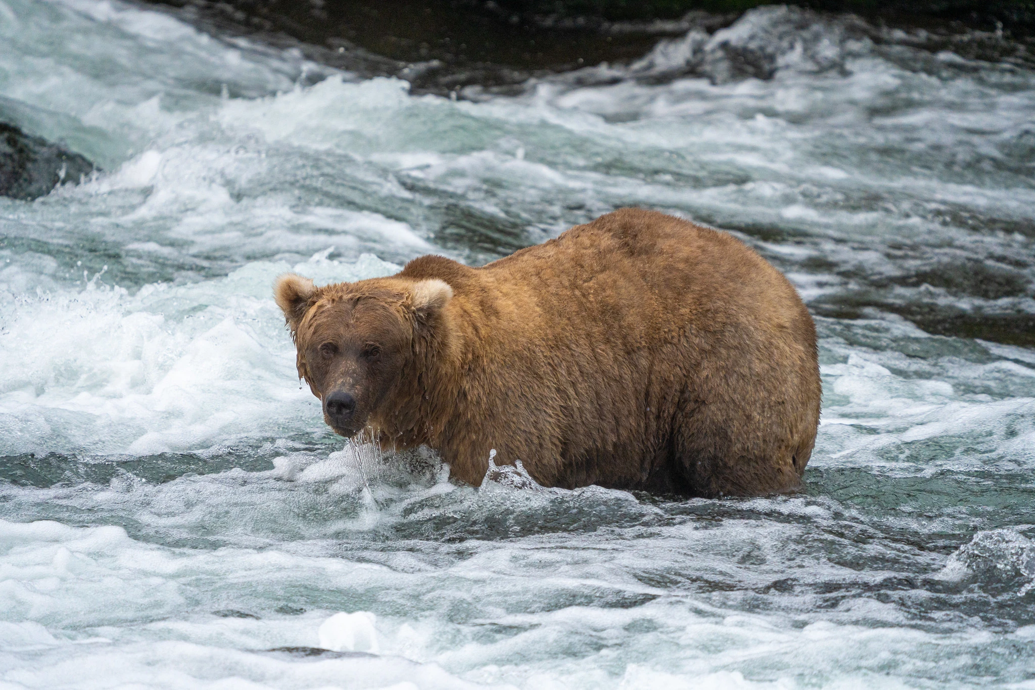 Grazer showed off her summer curves this year to take out the Fat Bear Week title