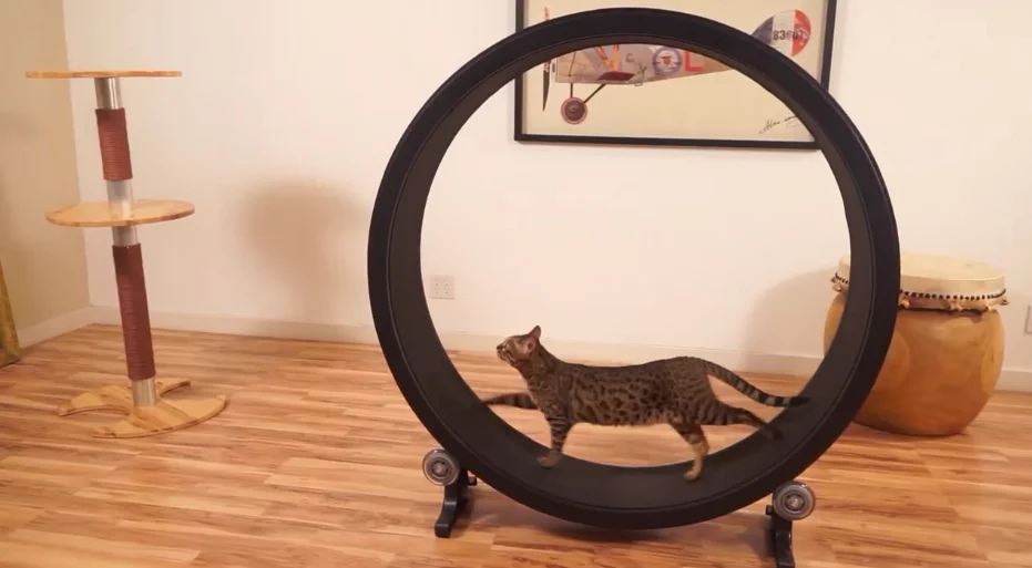 One Fast Cat is an exercise wheel for your feline friends