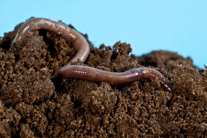 Earthworms and inchworms have served as inspiration for two new soft robots