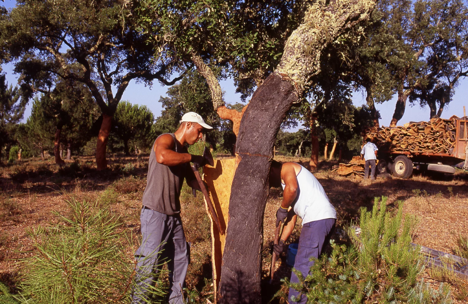 The Helix cork is sustainable because cork harvesting does not involve felling trees