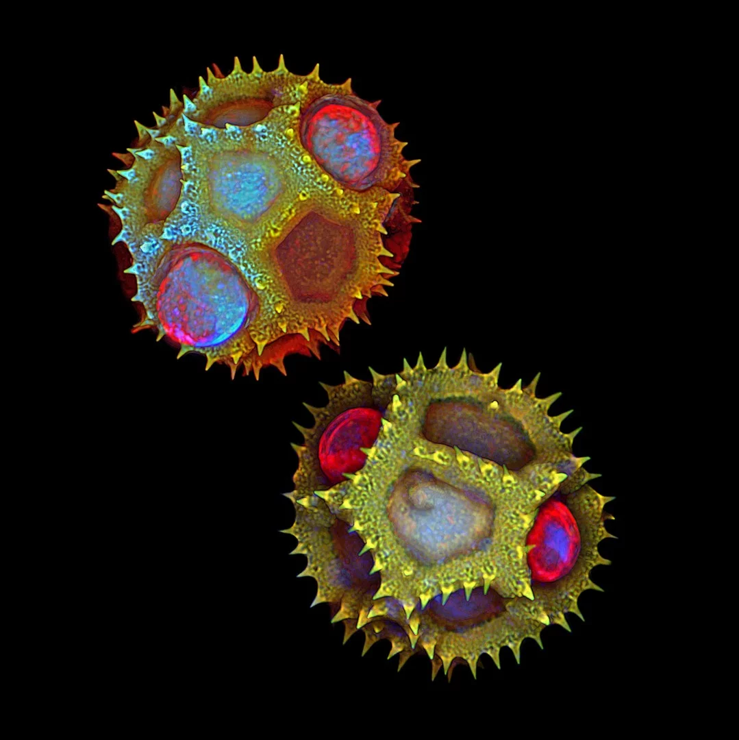 Image of Distinction: Dandelion pollen