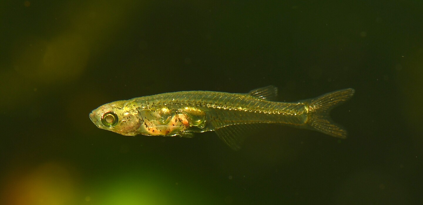 Danionella cerebrum is a tiny fish that packs a 140-dB voice