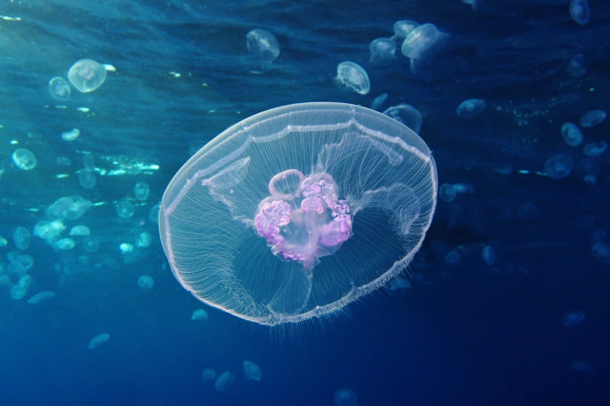 Researchers have drawn inspiration from the moon jellyfish to develop a highly efficient swimming robot
