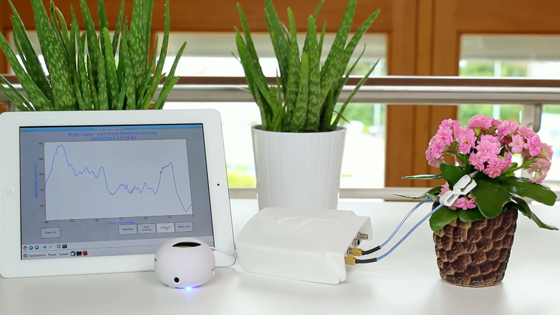 The Phytl Signs device picks up the tiny electrical signals emitted by plants