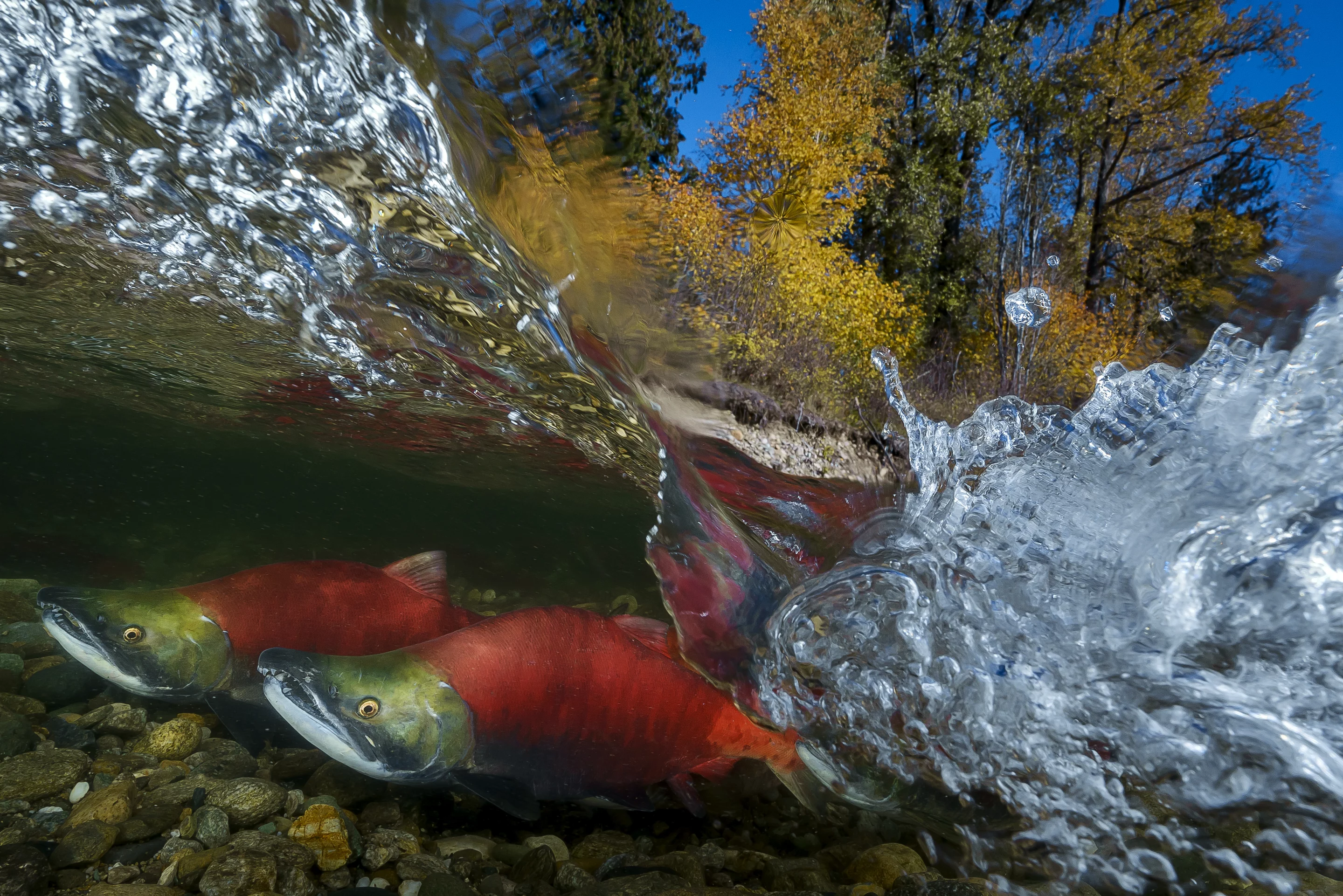 Highly commended, Category - Wide Angle. The Adams River is a tributary to the Thompson and Fraser Rivers in British Columbia, Canada. Beginning in the Monashee Mountains to the north, the Upper Adams River flows mainly southward and eventually reaches Adams Lake. The Lower Adams River begins at the southern end of the lake and flows into the extreme western end of Shuswap Lake. The river is one of the most important sockeye salmon breeding areas in North America
