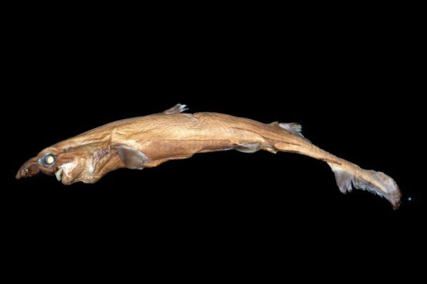 Etmopterus lailae is a new species of Lanternshark with a strange, elongated nose
