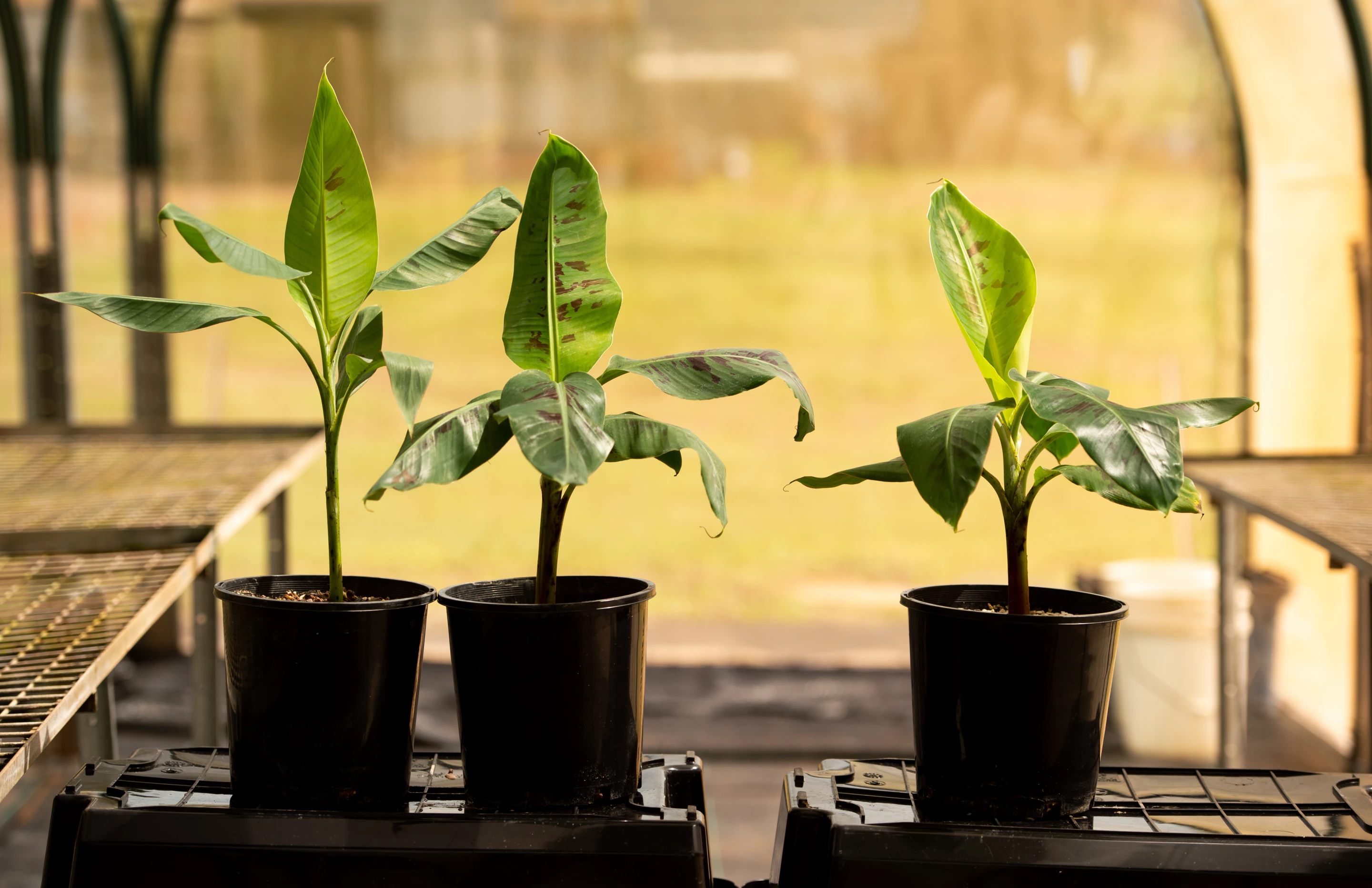 From left: The wild banana plant, the Cavendish plant and the QCAV-4 banana plant