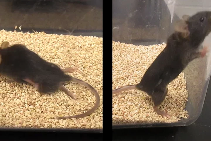 Before receiving treatment, the mouse (left) could only move by dragging its body with its forelimbs – after the treatment (right), it regained nearly full mobility of its limbs and tail