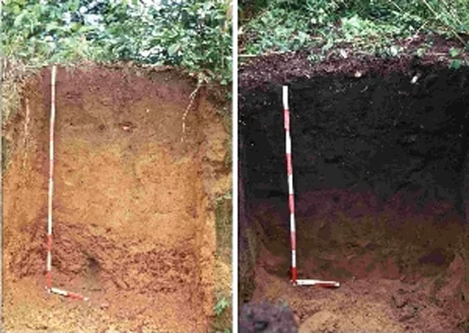 Left - a nutrient-poor oxisol; right - an oxisol transformed into fertile terra preta using biochar
