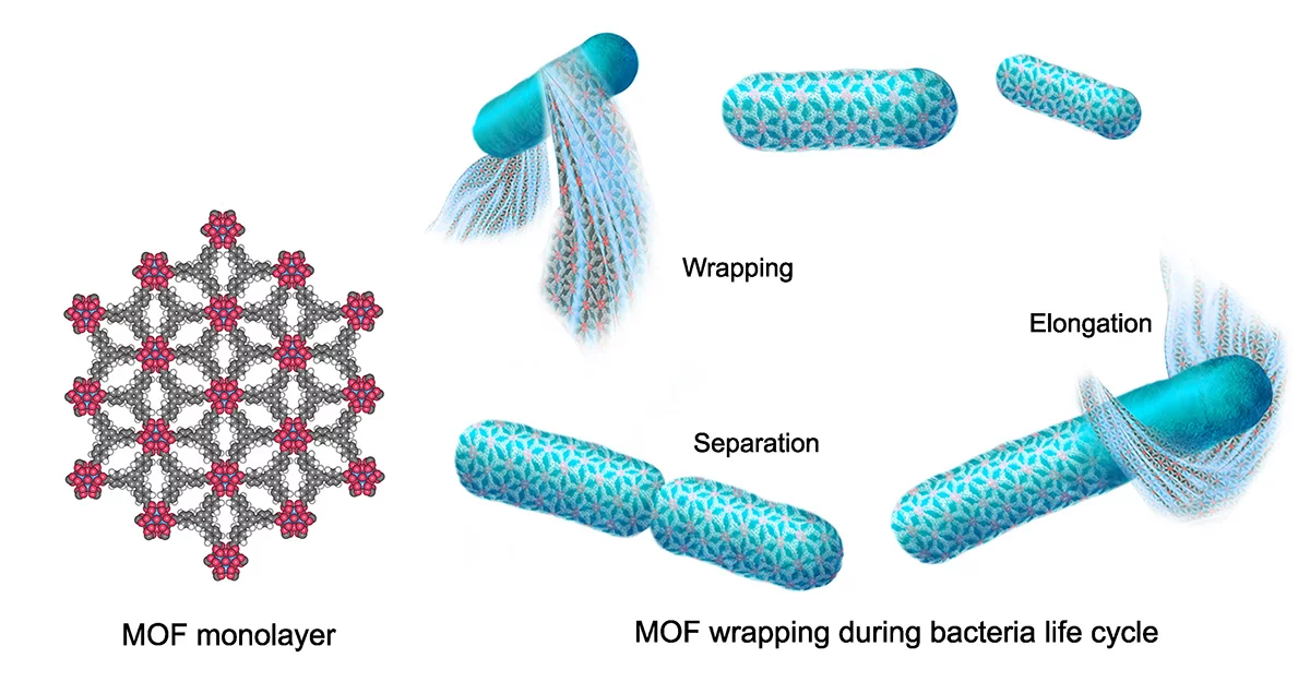 A diagram of the metal organic framework (MOF) structure (left) and how it interacts with bacteria over time