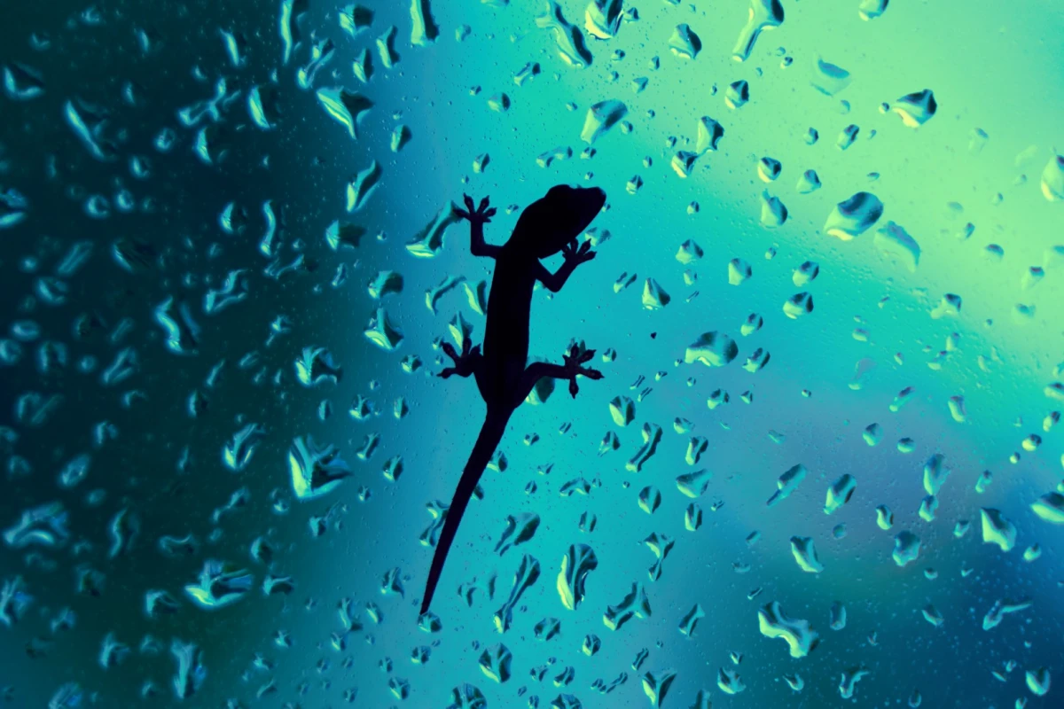 Geckos – what can't they do?