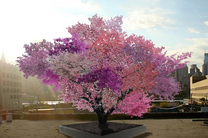 Tree of 40 Fruit is a project in which a single tree is modified to bear over 40 different types of stone fruit (Image: Sam Van Aken / Ronald Feldman Fine Art)