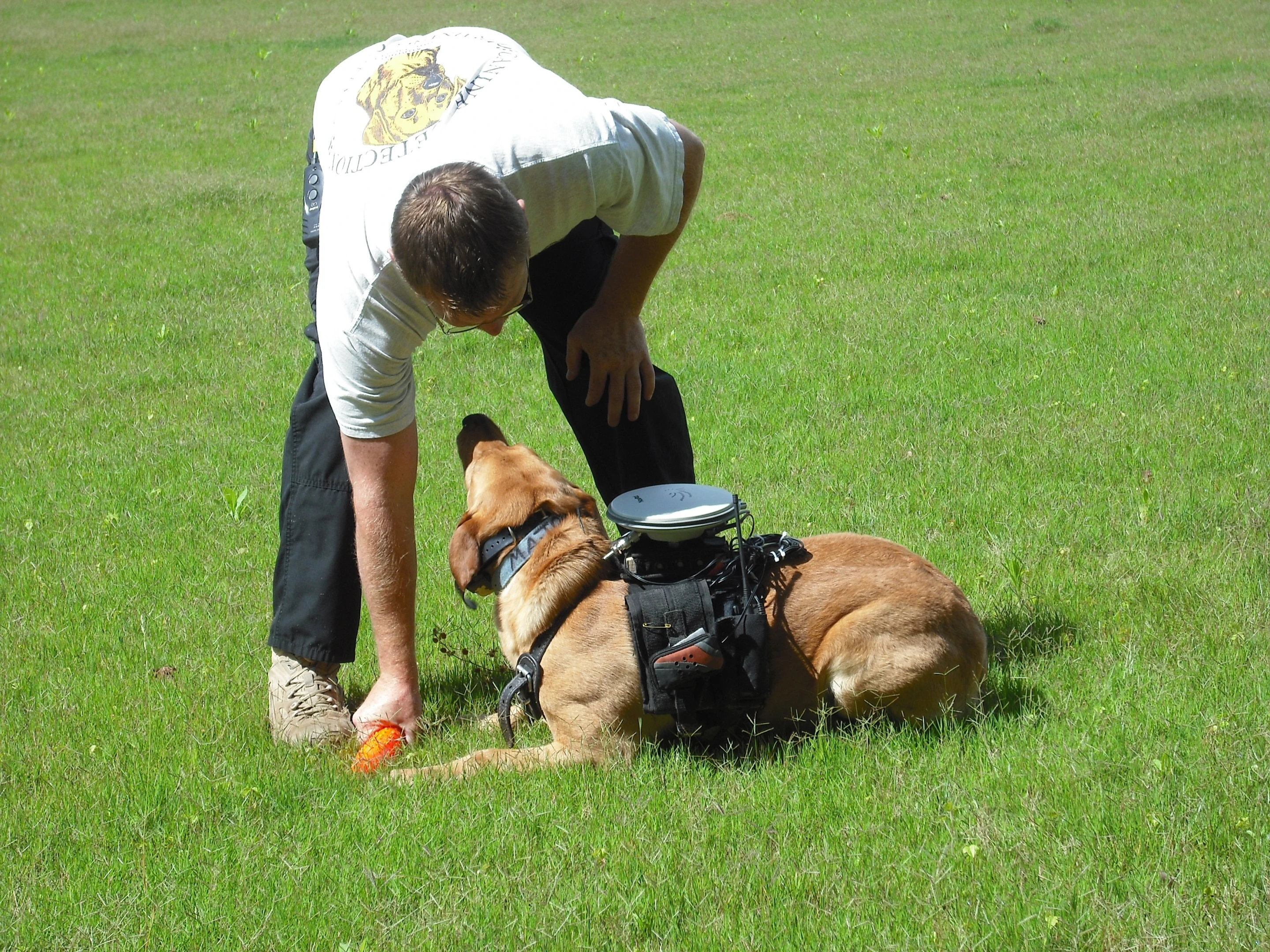 In tests conducted in structured and unstructured environments, dogs using the system reportedly showed an overall obedience accuracy rate of nearly 87 percent