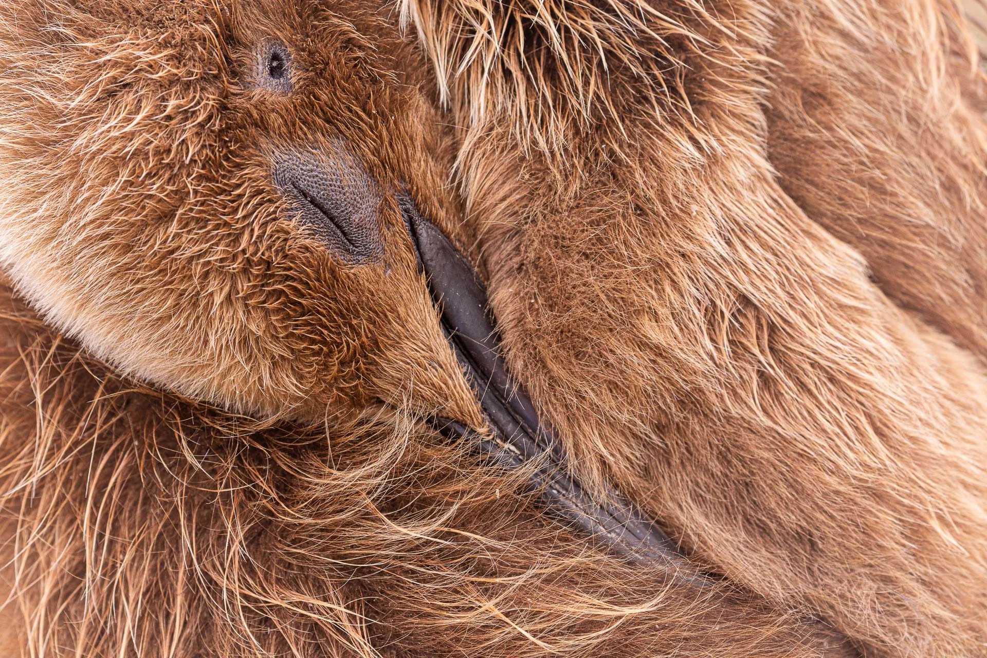 Gold - Attention to Detail. King Penguin, Aptenodytes patagonicus. Volunteer Point, Falkland Islands