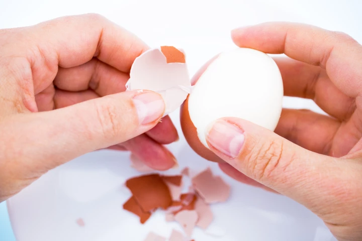Understanding how an egg's shell is anchored to its soft inner membrane could improve reconstructive surgeries, such as ligament repairs