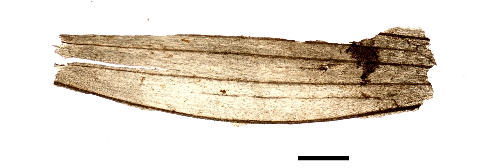 A wheat grain spikelet, found in Ötzi's stomach