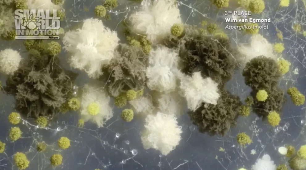 The third-place shot shows the fungus Aspergillus niger growing fruiting bodies