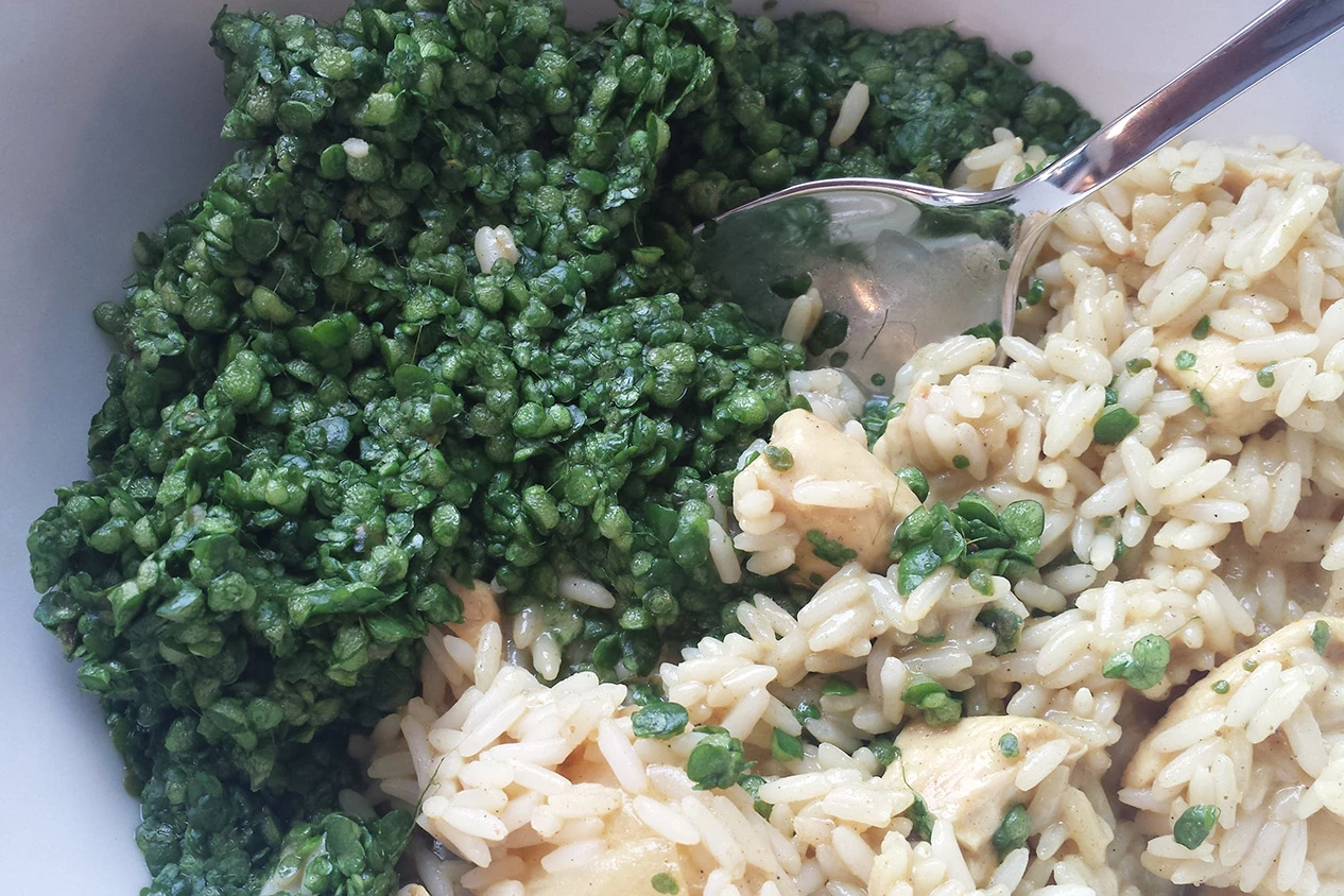 Water lentils are described as having "a plant-like, slightly nutty flavor"