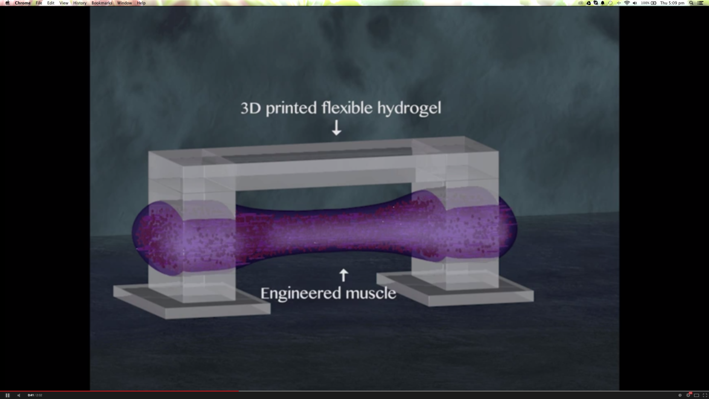 The bio-robot's simple structure - a 3D printed hydrogel bridge with two feet, and a piece of spinal muscle