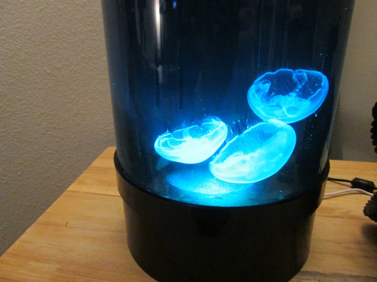 The Jellyfish Cylinder Nano kit includes three live moon jellies