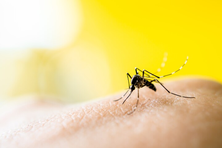 A new study has put forward an explanation for why some people seem to be mosquito magnets
