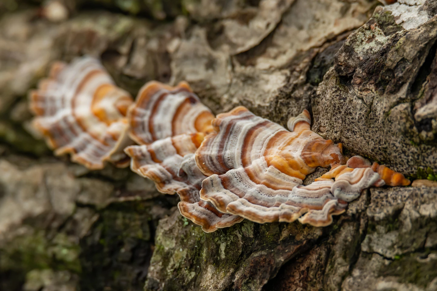 Turkey tail mushroom provides alternative to single-use plastic wrap