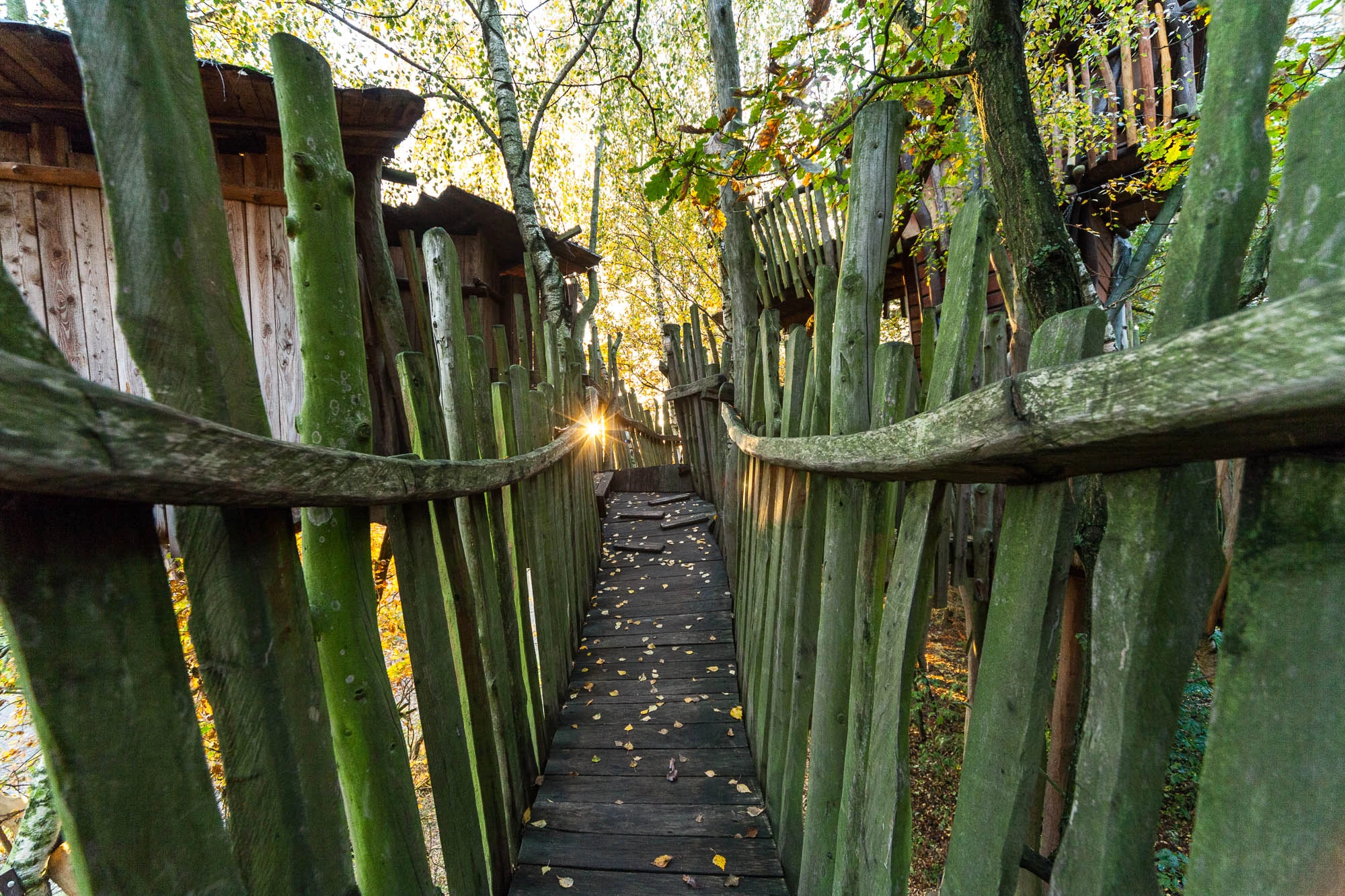 Kulturinsel Einsiedel: dawn on one of the treehouse walkways.