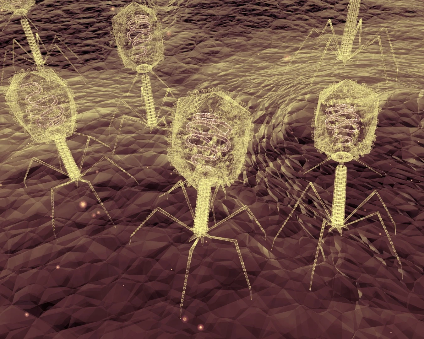 The 2018 Nobel Prize in Chemistry was in part awarded to a team who directed the evolution of bacteriophages (pictured) to produce new antibodies