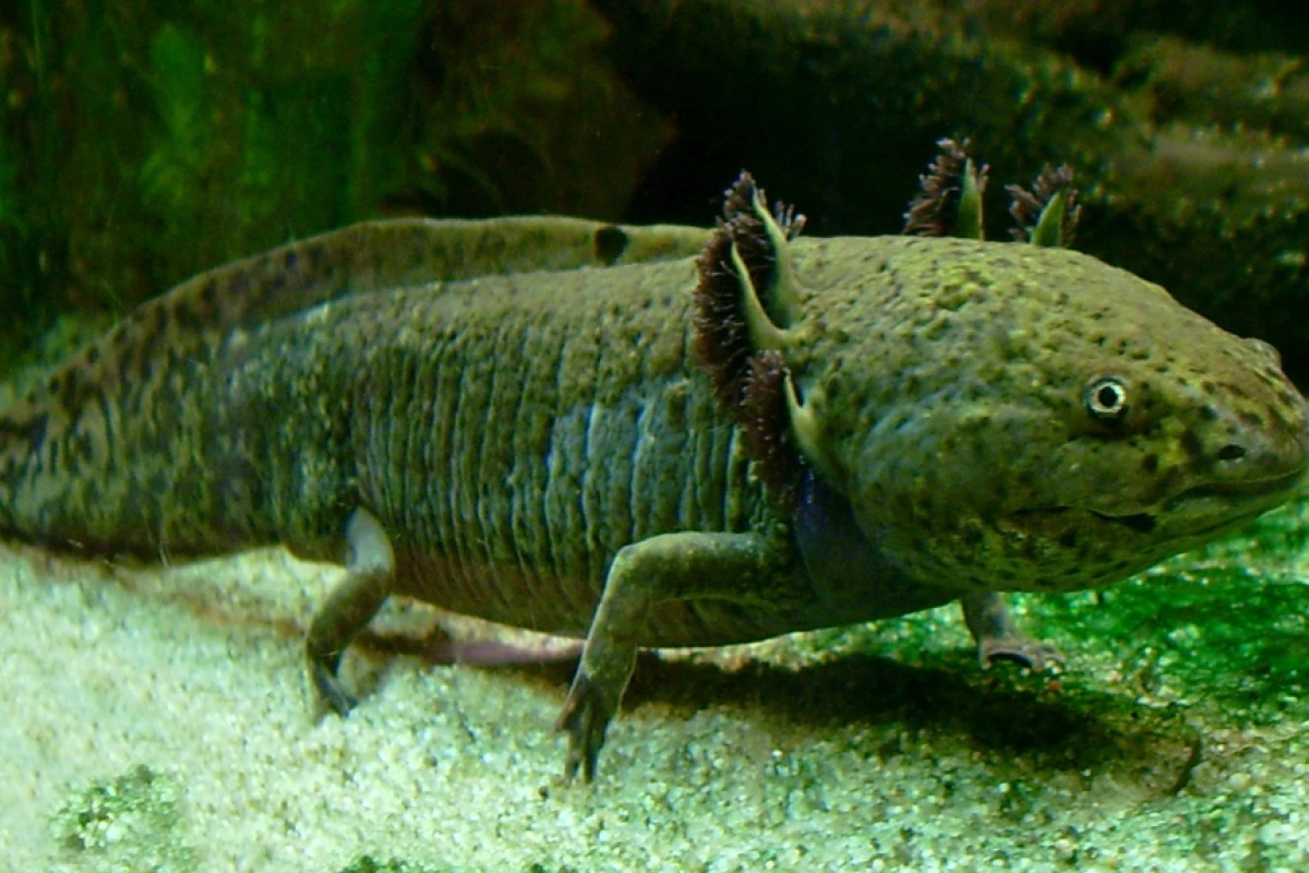 Researchers have used an axolotl oocyte extract to reactivate tumor suppressor genes and stop cancer growing