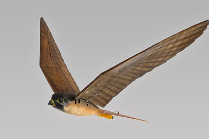 Robot raptors that fly like the real thing are designed to act as a deterrent to flocks of nuisance birds