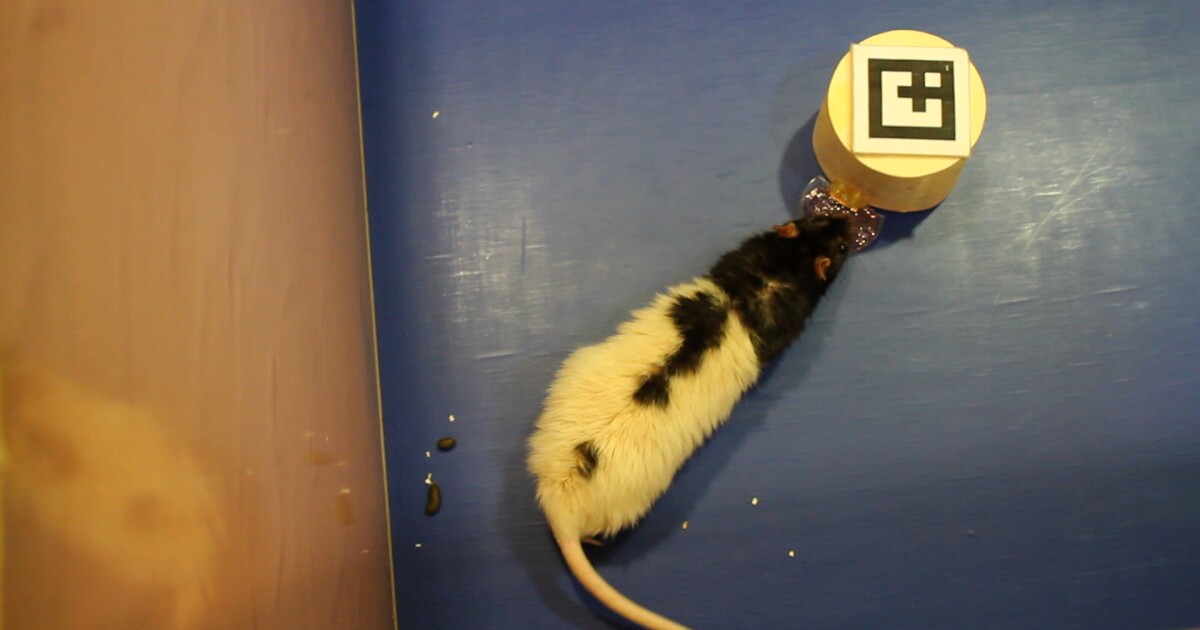 "Beaming" technology allows for remote human/rat communications