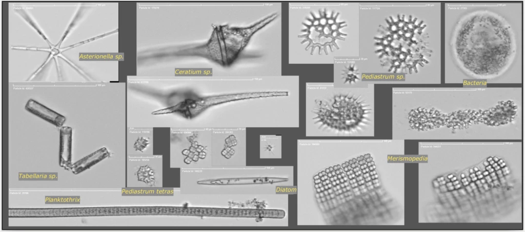 Examples of microorganisms that were detected utilizing the Pelican system