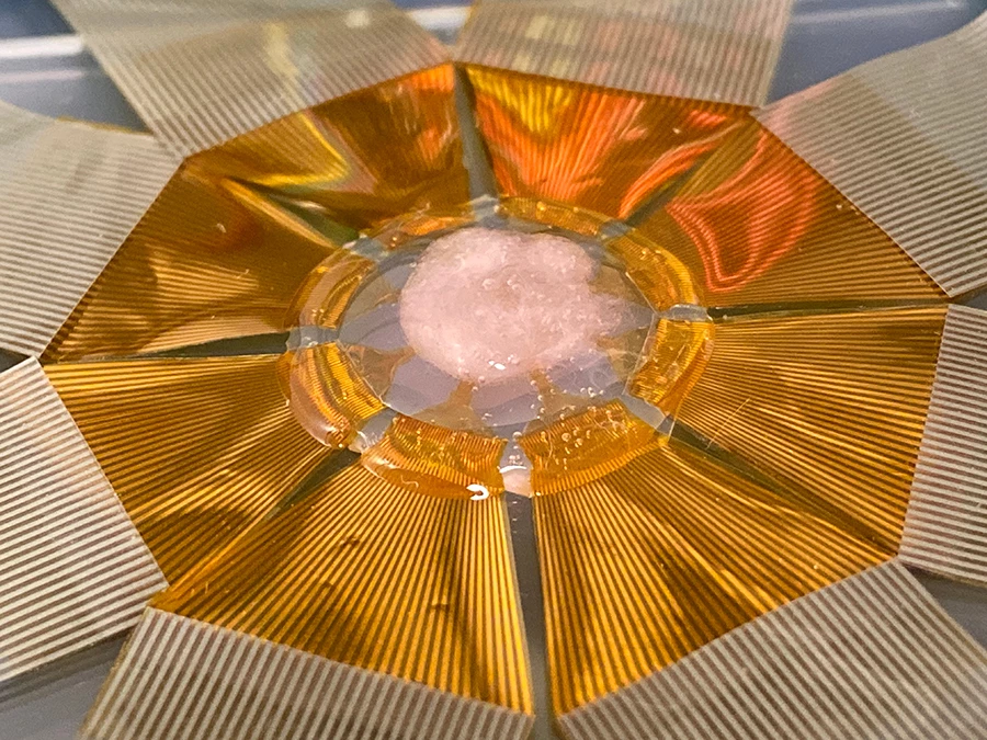 A scaled-up FET array is tested on a sample of engineered cardiac tissue
