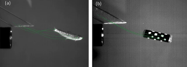 A live juvenile fish (left) and the previous version of the Sensor Fish (right) are shown side-by-side as they’re exposed to a simulated dam turbine environment