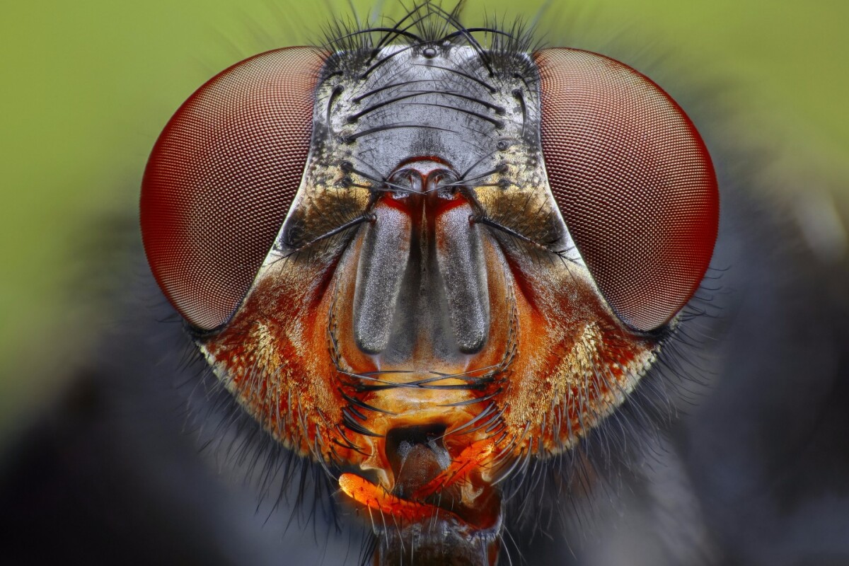Insect eyes could hold the key to durable perovskite solar cells