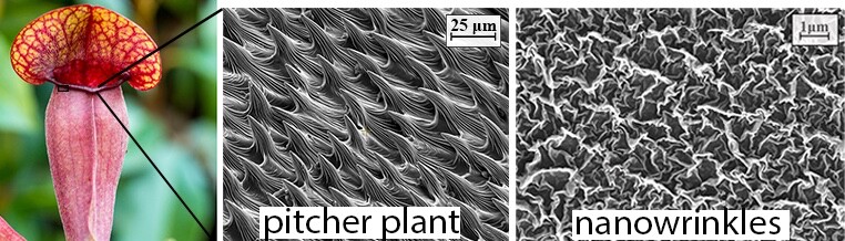 The pitcher plant (left) inspired the technology