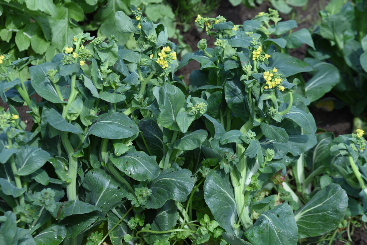 Modern miracle? Plastic waste transformed into effective fertilizer