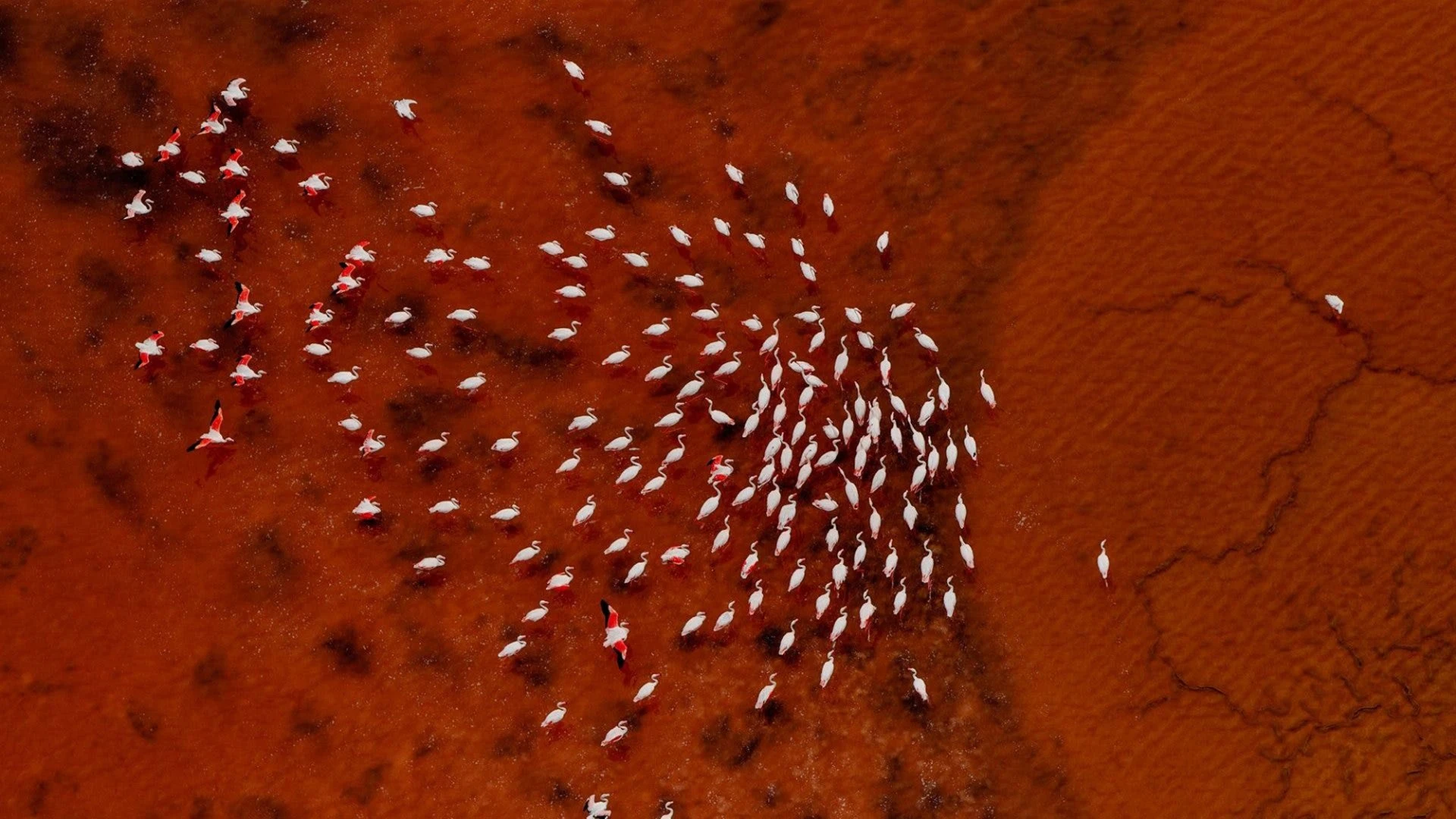 Flamingos
