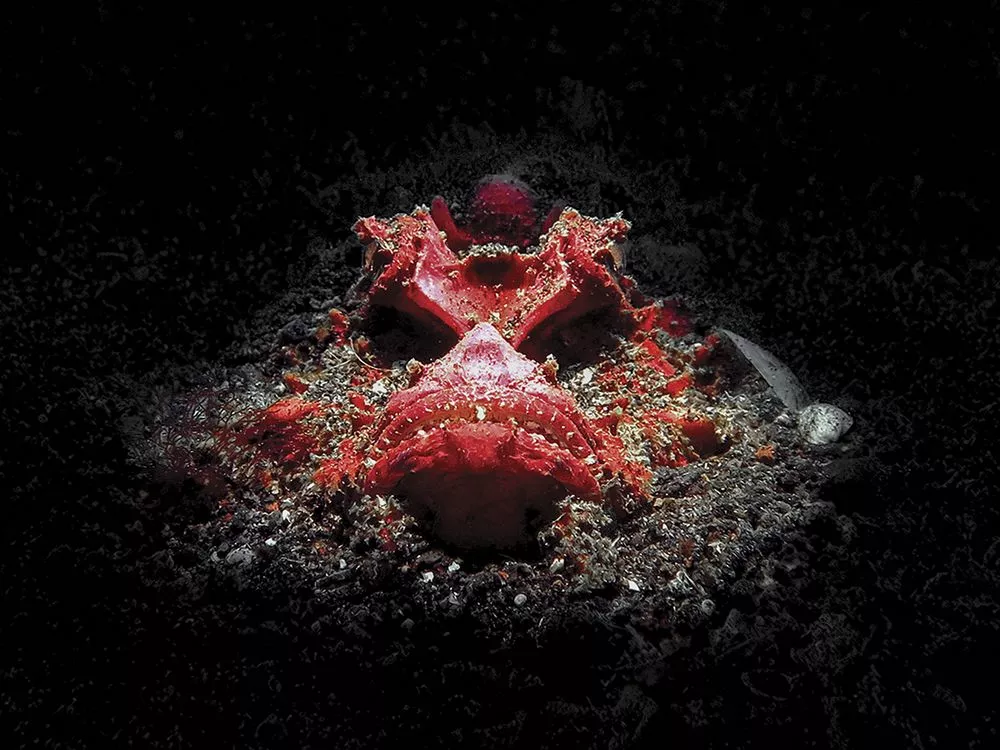 Honorable mention. Another incredibly appropriately named fish, this is a red devil scorpionfish