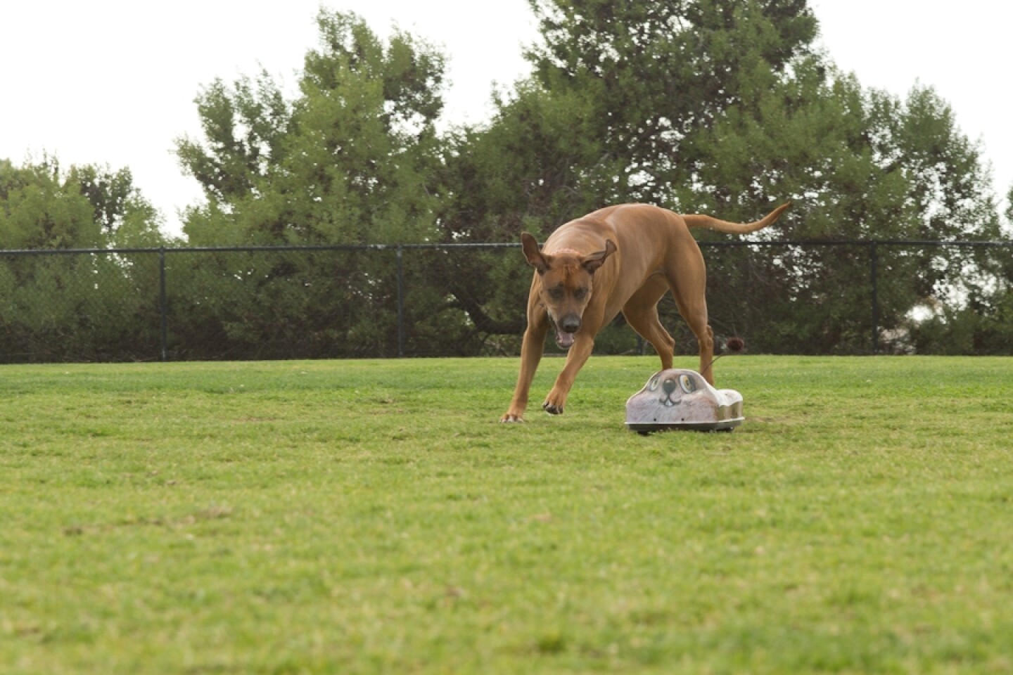 GoGo Dog Pals Remote controlled toys for your dog to chase