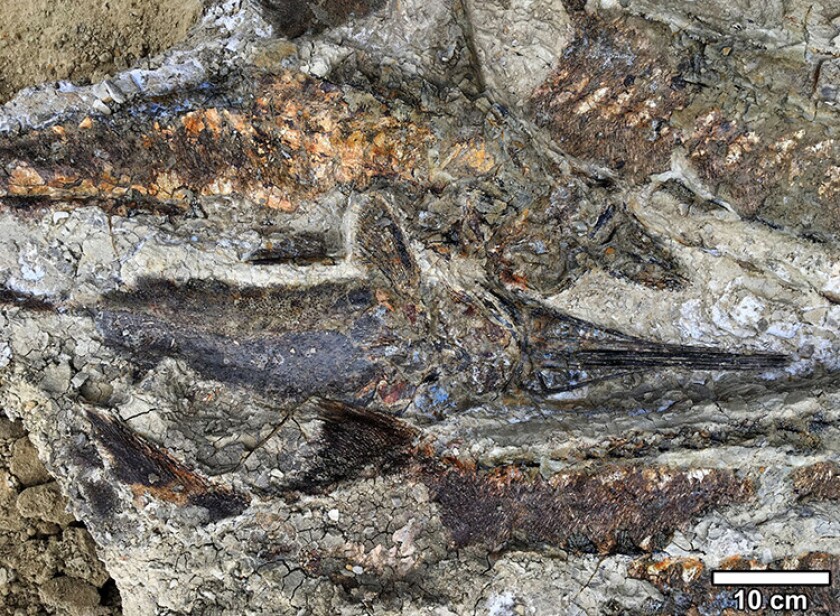 Fossilized fish piled one atop another, suggesting that they were flung ashore and died stranded together on a sand bar after the seiche withdrew