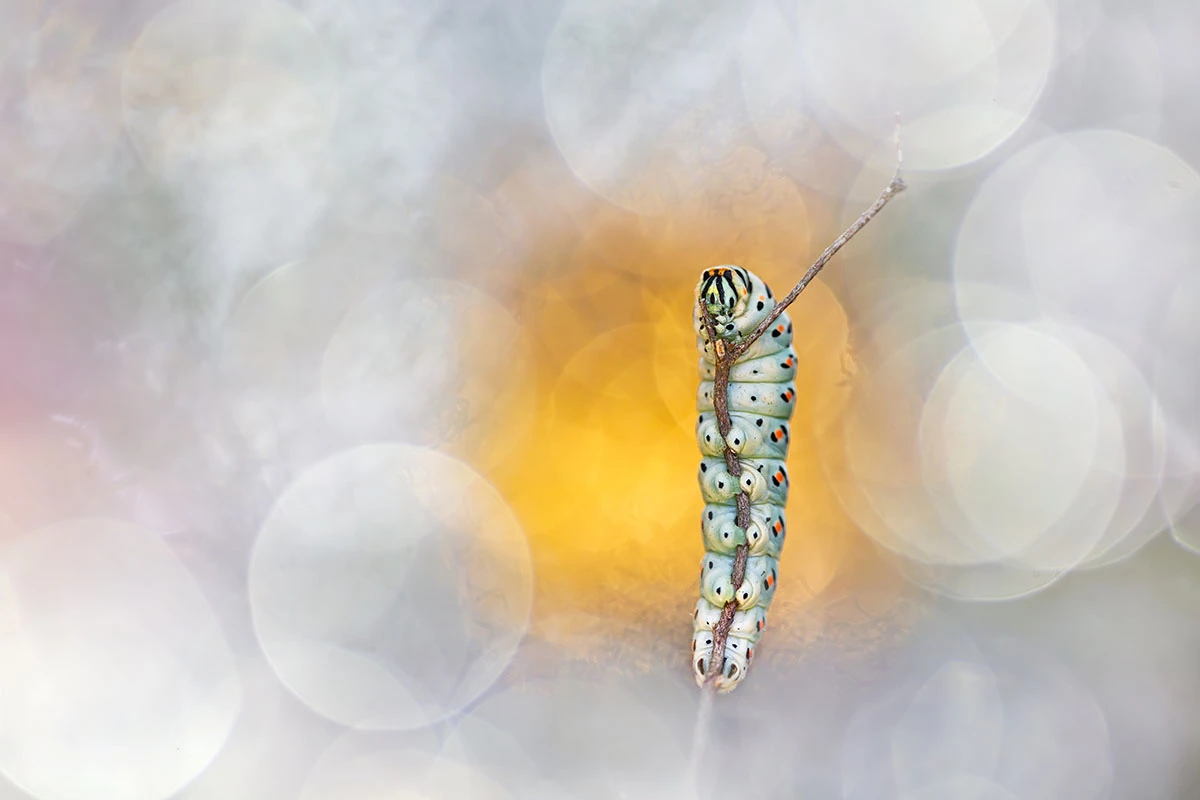 Finalist, Glamourpillar. Grosseto, Italy. "A caterpillar of a swallowtail butterfly in the early morning. This photo is a part of a series where I've put insects like butterflies, caterpillars and mantids on a glamorous stage using accessories giving a special bokeh. All achieved in-camera without digital manipulation."