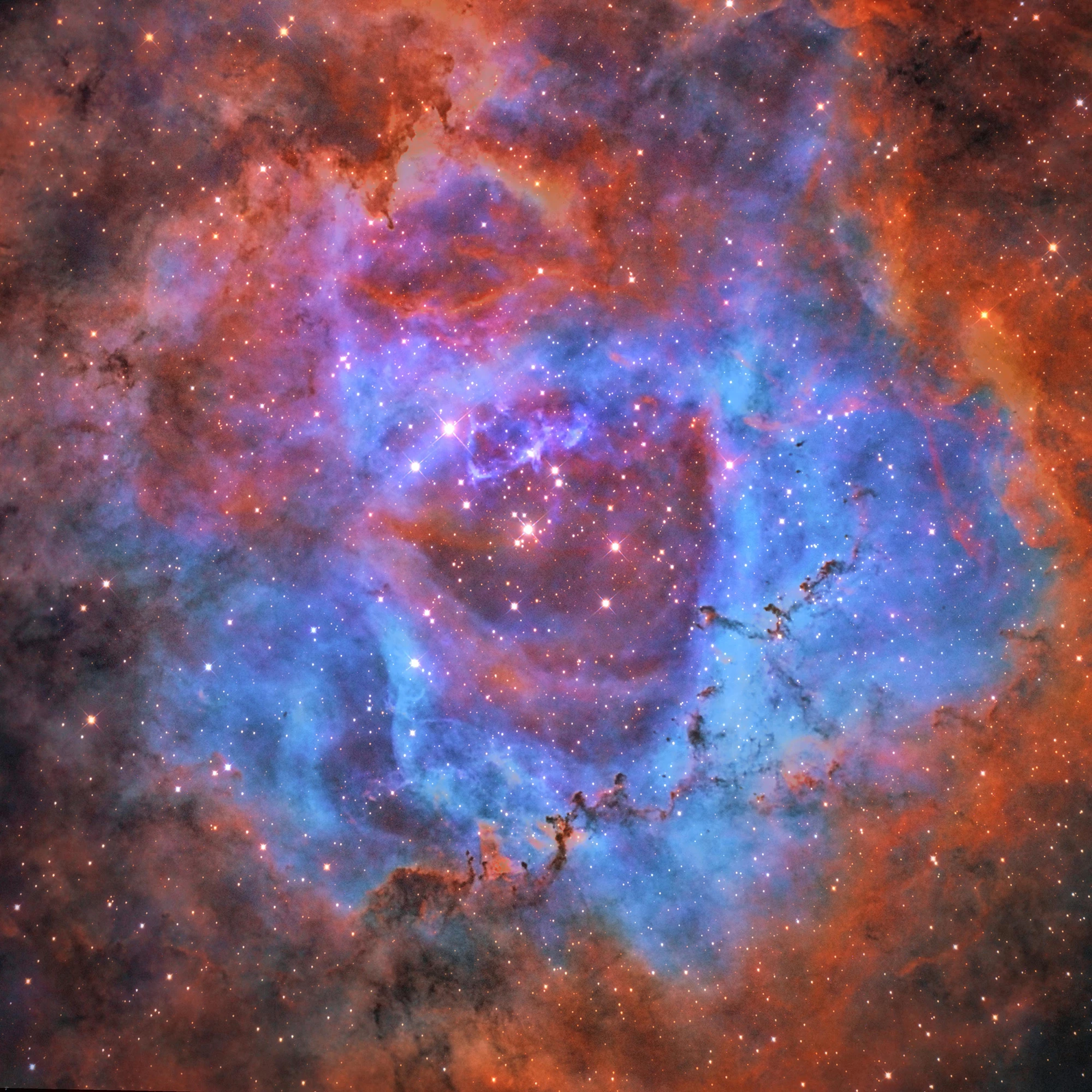 Young, Highly Commended. "Roses Blooming in the Dark: NGC 2337"